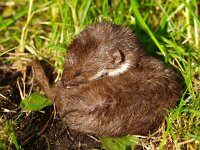 Mustela nivalis 2, Wezel, Saxifraga-Rudmer Zwerver