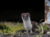 Mustela nivalis 5, Wezel, Saxifraga-Piet Munsterman