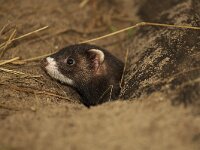 Mustela putorius 1, Bunzing, Saxifraga-Martin Mollet