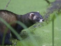 Mustela putorius 11, Bunzing, Saxifraga-Mark Zekhuis