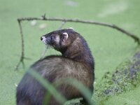 Mustela putorius 12, Bunzing, Saxifraga-Mark Zekhuis