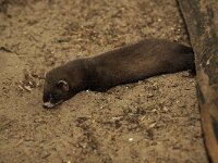 Mustela putorius 3, Bunzing, Saxifraga-Martin Mollet