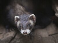 Mustela putorius 5, Bunzing, Saxifraga-Mark Zekhuis