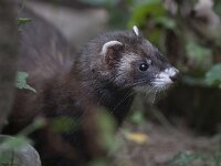 Mustela putorius 9, Bunzing, Saxifraga-Mark Zekhuis