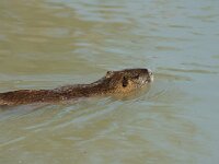 Myocastor coypus, Coypu