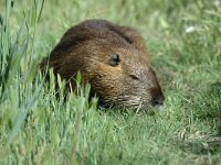 Myocastor coypus 2, Beverrat, Saxifraga-Jan van der Straaten