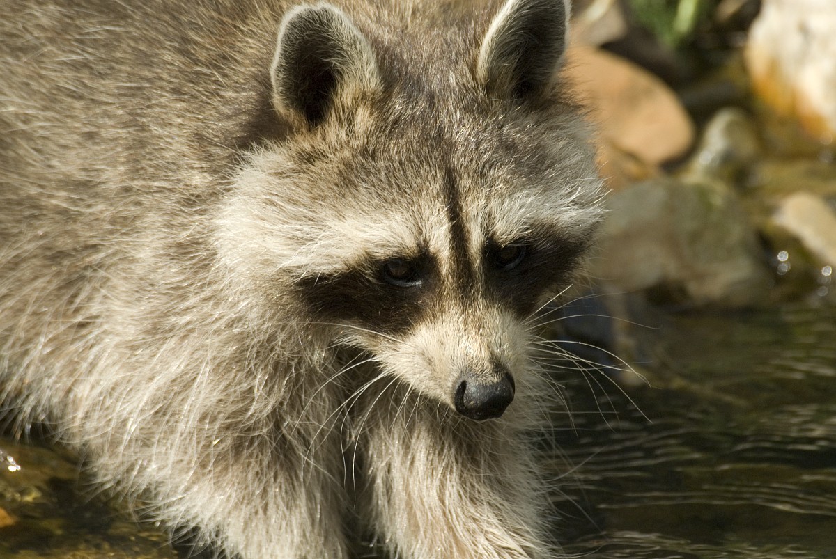 Procyon lotor, Raccoon Procyon lotor, Raccoon