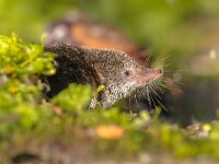 Eurasian pygmy shrew natural habitat  Eurasian pygmy shrew (Sorex minutus) mouse in natural habitat. This is one of the smallest mammals in the world. : Eurasian, Netherlands, Sorex, adorable, alive, animal, background, beautiful, brown, closeup, cute, ears, environment, europe, european, fauna, floor, fluffy, forest, funny, gray, grey, ground, habitat, hair, hairy, insectivore, landscape, life, looking, macro, mammal, minutus, mouse, natural, nature, outdoor, pet, portrait, primitive, pygmy, rodent, shrew, side, small, tail, view, wild, wildlife