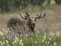 Alces alces 11, Eland, Saxifraga-Willem van Kruijsbergen