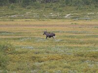 Alces alces 14, Eland, Saxifraga-Martin Mollet