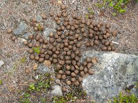 Alces alces 38, Eland, Saxifraga-Hans Grotenhuis