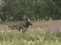 Alces alces 46, Eland, Saxifraga-Willem van Kruijsbergen