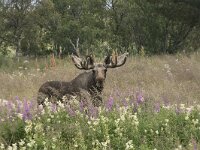 Alces alces 47, Eland, Saxifraga-Willem van Kruijsbergen
