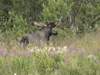 Alces alces 53, Eland, Saxifraga-Willem van Kruijsbergen