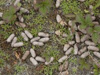 Alces alces 57, Eland, dung, Saxifraga-Willem van Kruijsbergen