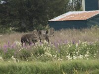 Alces alces 58, Eland, Saxifraga-Willem van Kruijsbergen