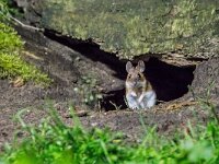 Apodemus flavicollis 10, Grote bosmuis, adult, Vledder, Saxifraga-Theo Verstrael