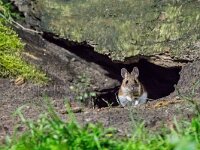 Apodemus flavicollis 11, Grote bosmuis, adult, Vledder, Saxifraga-Theo Verstrael
