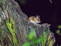 Apodemus flavicollis 13, Grote bosmuis, adult, Vledder, Saxifraga-Theo Verstrael