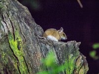 Apodemus flavicollis 14, Grote bosmuis, adult, Vledder, Saxifraga-Theo Verstrael