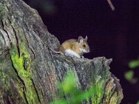 Apodemus flavicollis 15, Grote bosmuis, adult, Vledder, Saxifraga-Theo Verstrael