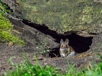 Apodemus flavicollis 16, Grote bosmuis, adult, Vledder, Saxifraga-Theo Verstrael