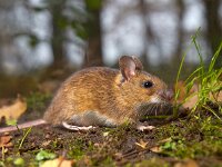 mouse in the forest  yellow necked mouse on the forest floor : Netherlands, animal, apodemus, brown, cute, ears, environment, european, fauna, flavicollis, floor, forest, forest floor, green, habitat, holland, leaf, litter, macro, mammal, moss, mouse, natural, nature, rodent, sitting, small, watching, wild, wildlife, wood, wood mouse, yellow, yellow necked