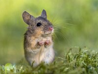 Erect sitting Wood mouse in begging position  Erect sitting Wood mouse (Apodemus sylvaticus) in begging position in green moss natural environment and looking in the camera : Legs, adorable, alert, animal, apodemus, background, beg, begging, behavior, brown, curious, cute, ears, europe, european, fauna, field, floor, forest, funny, grass, green, habitat, happy, hind, human, landscape, like, looking, macro, mammal, mice, mouse, one, pet, pray, praying, quiet, rat, rodent, shot, sitting, small, standing, summer, sylvaticus, uk, watching, wild, wildlife, wood