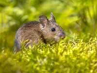 Wood mouse in green surroundings  Cute Wood mouse (Apodemus sylvaticus) in green moss natural environment and looking in the camera : adorable, alert, animal, apodemus, background, brown, closeup, curious, cut, cute, ears, england, europe, european, fauna, field, floor, forest, funny, grass, green, habitat, happy, horizontal, hungry, landscape, little, looking, macro, mammal, mice, mouse, natural, nature, one, pet, quiet, rat, rodent, shot, sitting, small, summer, sylvaticus, uk, up, watching, wild, wildlife, wood