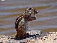 Atlantoxerus getulus 4, Barbarijse grondeekhoorn, Saxifraga-Hans Grotenhuis