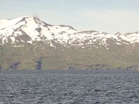 Balaenoptera acutorostrata 6, Dwergvinvis, Saxifraga-Rob Felix : Animalia, Cetacea, Chordata, Mammalia, animal, dier, dieren, gewervelde dieren, mammal, vertebraat, vertebrate, walvisachtigen, whales and dolphins, zoogdier, zoogdieren