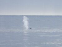 Balaenoptera musculus