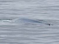 Balaenoptera musculus 10, Blauwe vinvis, Saxifraga-Bart Vastenhouw