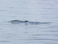Balaenoptera musculus 8, Blauwe vinvis, Saxifraga-Bart Vastenhouw