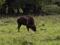 Bison bonasus 22, Wisent, Saxifraga-Jan Nijendijk