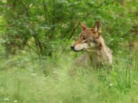 Canis lupus 104, Wolf, Saxifraga-Mark Zekhuis