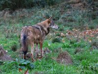 Canis lupus 107, Wolf, Saxifraga-Luc Hoogenstein