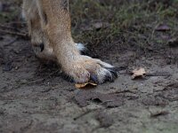 Canis lupus 108, Wolf, Saxifraga-Luc Hoogenstein