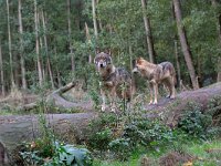 Canis lupus 109, Wolf, Saxifraga-Luc Hoogenstein