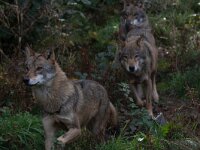 Canis lupus 113, Wolf, Saxifraga-Luc Hoogenstein