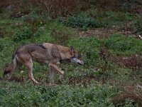 Canis lupus 115, Wolf, Saxifraga-Luc Hoogenstein