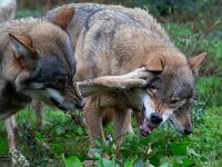 Canis lupus 120, Wolf, Saxifraga-Luc Hoogenstein