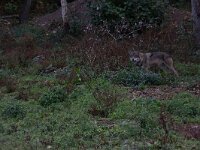 Canis lupus 121, Wolf, Saxifraga-Luc Hoogenstein