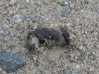 Canis lupus 122, Wolf, Saxifraga-Hans Grotenhuis