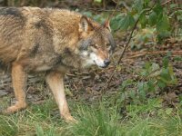 Canis lupus 124, Wolf, Saxifraga-Mark Zekhuis