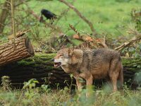 Canis lupus 125, Wolf, Saxifraga-Mark Zekhuis