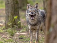 Agressive European grey Wolf square format  Agressive European grey Wolf (Canis lupus) growling from behand tree as warning of defense. Vicious teeth are shown to scare off the attacker. Instagram format : aggressive, american, anger, angry, animal, attack, barking, beast, beautiful, canine, canis, carnivore, coyote, danger, dangerous, daunt, daunting, deter, dog, europe, fang, fight, fur, furry, gray, grey, growl, growling, head, instagram, looking, mammal, mean, nature, north, portrait, predator, scary, sharp, siberian, snarl, snarling, teeth, tongue, vicious, warning, wild, wilderness, wildlife, wolf