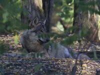 Canis lupus 31, Wolf, Saxifraga-Mark Zekhuis