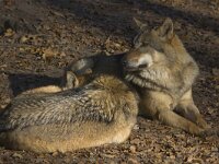 Canis lupus 35, Wolf, Saxifraga-Mark Zekhuis