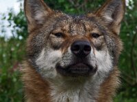 Canis lupus 59, Wolf, Saxifraga-Hans Dekker